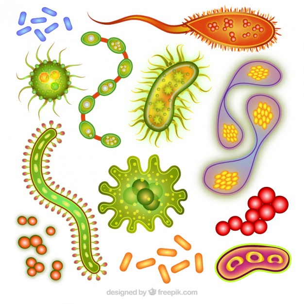Biology Organisms