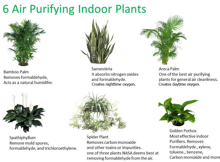 6 Good Indoor Plants for Purifying Air