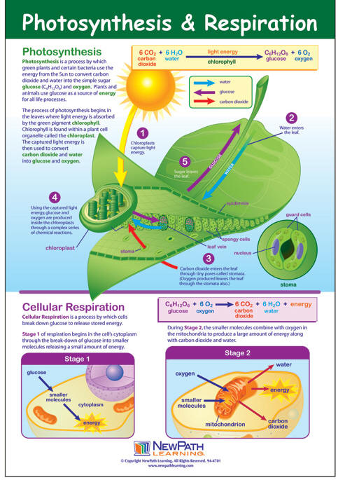 Photosynthesis Learning Poster