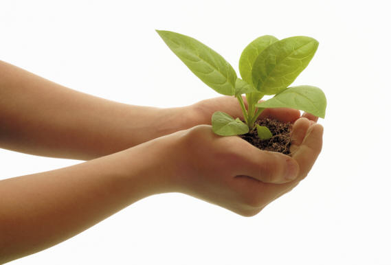 Two hands hold a Small plant in Soil